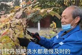 冬季管理牡丹有哪些，怎么管理才到位，风景无限现场讲解服务视频封面