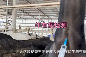 牛布病检测详细教程，布病有什么危害，感染布病怎样应对处理视频封面