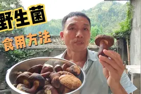 野生菌的家常做法，多加一步，味道鲜美营养丰富，这样吃菌才放心视频封面