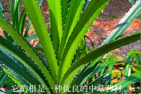 在农村偶遇奇怪的滴血莲花菩提，好处很多，但许多人以为是野草视频封面