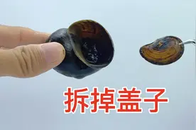 如果福寿螺没有盖子能活多久？结果让人大吃一惊，镜头记录全过程