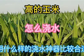 河南漯河农村，天不下高的玉米怎么浇水，用什么样的浇水神器合适