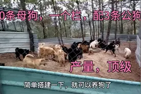 40条母狗，配3条公狗，一个栏里，自然繁殖，产量，绝对无问题的视频封面