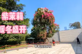 深圳莲花山公园的网红树，紫茉莉，暖冬盛开，游客争相拍照视频封面