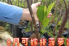菠萝蜜8月之后可嫁接，愈合好后，可解开薄膜，再隔7天修剪顶端视频封面