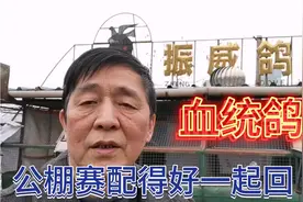 武汉振威鸽舍詹森振威616血统详解，1000公里快，500公里也会快吗视频封面