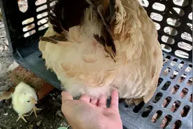 鸡妈妈的屁股，手感是真不错的视频封面
