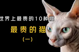世界上最贵的10种猫，一只猫的价格竟然能买一套房子视频封面