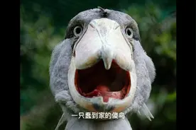 一只每天碰壁”的鸟，被人笑话是傻鸟，结果被一个孩子道出真相视频封面
