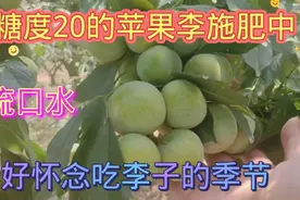 糖度20的苹果李施肥中，好怀念吃李子的季节您果园施对肥料了吗？视频封面