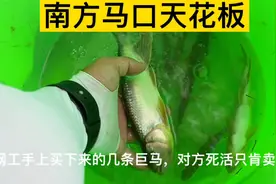 拯救巨型马口鱼！南方马口的天花板！活了几十年我第一次见这么大视频封面