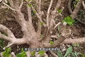 巧种生桩黄杨素材的3点建议，新手参考学习视频封面