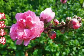 春暖花开，桃花朵朵，万紫千红，粉嫩娇艳视频封面