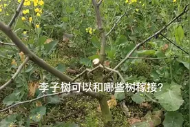 李子树可以和哪些树稼接？视频封面