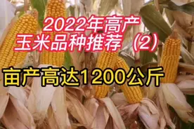 2022年高产玉米品种推荐，亩产高达1200公斤视频封面