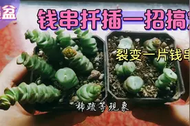 招财多肉钱串子养护，扦插容易，新手看过来，一起来看看吧！视频封面