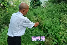 百草都是药，熬一锅水给小孩泡澡，祛痱止痒还能治感冒视频封面