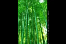 竹叶治疗口舌生疮，尿路感染