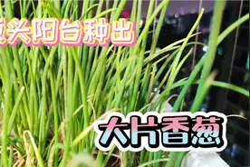 小葱头种植100%成活率的方法，今天分享给大家，赶快回家试试吧视频封面