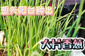 小葱头种植100%成活率的方法，今天分享给大家，赶快回家试试吧视频封面