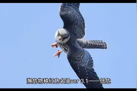 九寨沟首次发现新分布物种——鹰雕视频封面