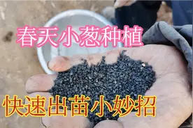 小葱种植撒籽很关键，这样做小葱出苗均匀长势旺，农村老办法视频封面