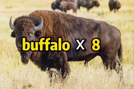 8个 buffalo 连在一起竟是一个有趣的句子！你能理解吗？视频封面
