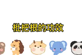 枇杷根的作用与功效视频封面