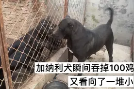 加纳利犬太能吃，100鸡头瞬间吞掉，网友怒斥主人对狗太残忍视频封面