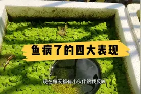 鱼生病的四大表现，如何快速发现你的鱼生病了？视频封面