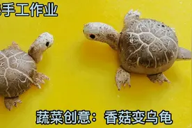 香菇做成乌龟，太有创意了！孩子说：妈妈，下次手工作业就它了！