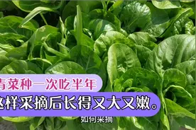 种植高手告诉我青菜种一次吃半年这样采摘长得大而嫩的最好用方法视频封面
