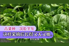 种植高手告诉我青菜种一次吃半年这样采摘长得大而嫩的最好用方法视频封面