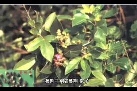 蔓荆子的功效视频封面