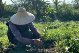 种脐橙 | 一年果树苗如何管理：春梢与施肥视频封面