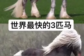世界上跑的最快的三种马#世界之最视频封面