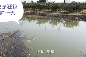 年内3天钓满20斤野生鲫鱼，拿着鲫鱼去绍兴老丈人家炫耀去视频封面