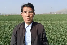 坟地里面栽树都有哪些讲究？视频封面
