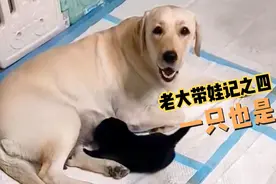 时隔几天，主人再次把狗宝宝拿走，狗妈妈老大的反应出乎意外！视频封面
