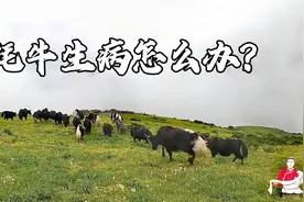 藏区牧场一望无际，牦牛生病了该怎么办呢？来看牧民是如何治疗的视频封面