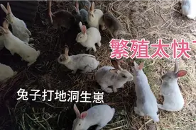 大山里养兔子，兔子满地打洞生崽，一月一胎一窝8只繁殖太快了视频封面