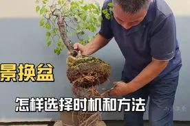 盆景种养不好怎样选择换盆时机和操作方法视频封面