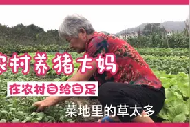 农村养猪大妈分享种菜心得，农家肥农家菜，自给自足乐逍遥视频封面