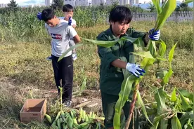 东北深秋凉风刺骨，不再合适穿短袖短裤，玉米成熟了割玉米杆视频封面