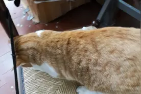 大家早上好 看看小猫咪 公猫母猫 这两个 抱住 亲嘴 看最后视频封面