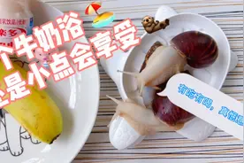 🐌：牛奶浴补补钙，小蜗们洗白白，有吃有喝真自在。视频封面