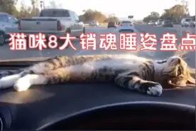 猫咪八大销魂睡姿盘点！你觉得哪个最销魂呢？视频封面
