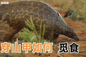 穿山甲为什么说有药用价值，看完视频你就懂了，白蚁是最好的中药视频封面