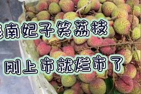 内地还在买天价茘枝，海南妃子笑荔枝开始烂市了，看看什么价格吧视频封面