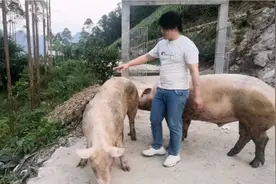 这么大的公猪配种这样的母猪最合适，啊姨大老远的把母猪赶来配种视频封面